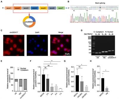 CircDDX17 enhances coxsackievirus B3 replication through regulating miR-1248/NOTCH receptor 2 axis
